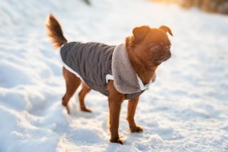🍂🐾 Novinka pro vaše mazlíčky! 🐾❄️ Chladné dny jsou tady a my máme stylové řešení pro vaše čtyřnohé parťáky! 🐶💛...