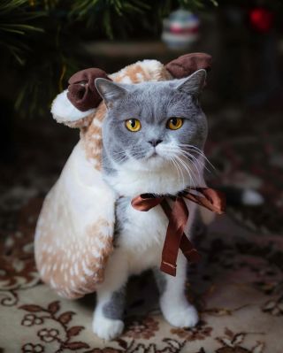 🎄✨ Sobí kabátek pro vaše mazlíčky! 🦌❤️ Stylový, pohodlný a tak roztomilý, že ho budou všichni obdivovat! Tento kabátek...